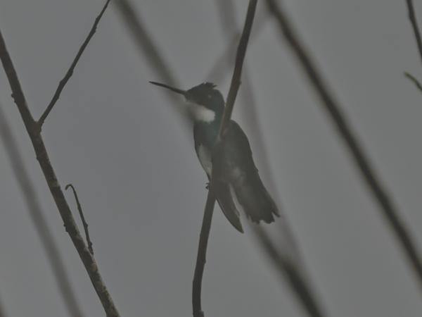 Zwartkeelmango (Anthracothorax nigricollis)